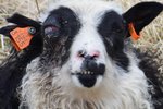 Birtir nýjar myndir af illa förnum kindum: „Augað hennar er um það bil að springa út úr höfðinu“