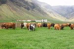 Veiruskita geisar í Eyjafjarðarsveit: „Oftast smitast allir næmir“
