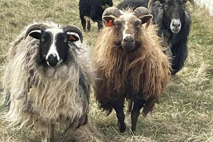 Bændur ósáttir með MAST: „Fannst þetta skjóta mjög skökku við“