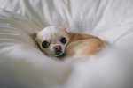 Sjö góð ráð til að róa hræddan hund í jarðskjálftum