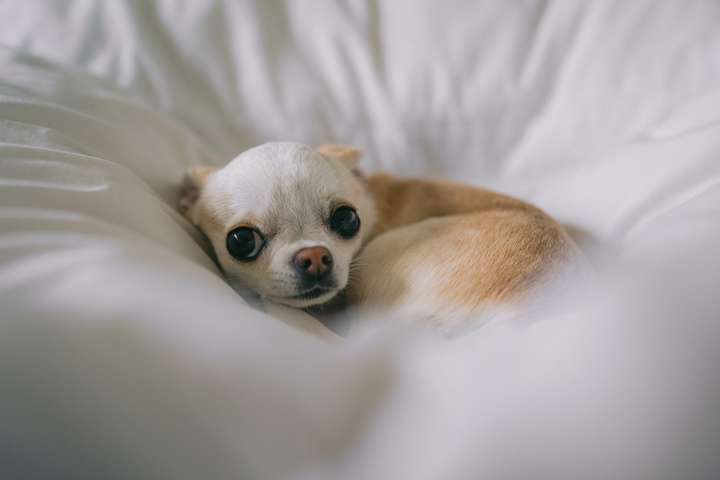 Sjö góð ráð til að róa hræddan hund í jarðskjálftum