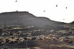 Segja MAST ekkert gera vegna illrar meðferðar á kindum: „Þetta er bara aðför að okkur“