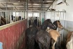 Segir hrossin fá ónýtt hey að éta: „Landsamband hestamanna lítur undan og Mast svarar ekki!“