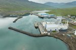 Engin örvænting á Austfjarðamiðum: „Þetta er fallegasti fiskur“