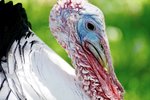 Flutningsbann sett á bæinn Dísukot vegna meints ólöglegs innflutnings