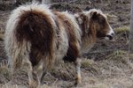 Birtir nýjar myndir af ágangsfénu í Borgarfirði: „Og krummi bíður eftir næstu veislu“