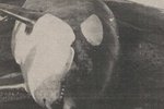 Háhyrningi drekkt fyrir mistök í Vestmannaeyjum – Of útkeyrðir til að útbúa í kringum hann þró
