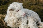 Þrjár kindur og fjögur nýfædd lömb drápust í eldsvoða