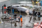 Hvalveiðar „ómannúðlegar og með öllu tilgangslausar“