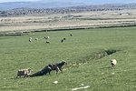 „Þrátt fyrir augljós brot eigenda hefur Mast ekki varið velferð umræddra dýra“ – NÝJAR MYNDIR