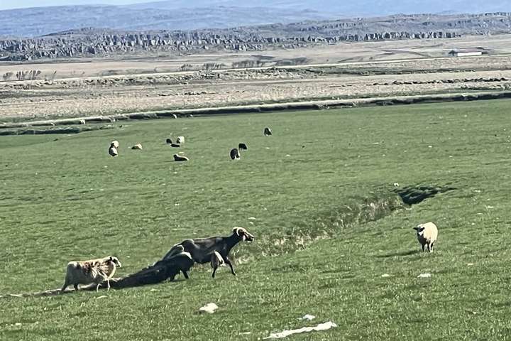 „Þrátt fyrir augljós brot eigenda hefur Mast ekki varið velferð umræddra dýra“ – NÝJAR MYNDIR