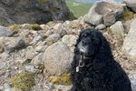 Hundurinn sem elskaði fjöll – Tinni lifði af 10 metra fall