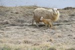 Sigríður dýralæknir „algjörlega ósammála“ MAST: „Þarna eru dýr sem þjást“