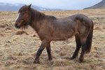 Steinunn um dýravelferð á Íslandi: „Mast bregst ekki við þegar dýr eru í neyð!“