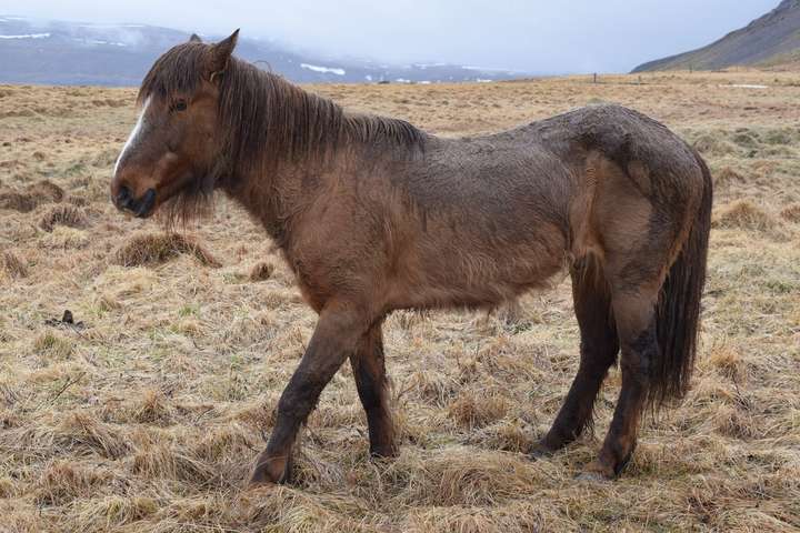 Steinunn um dýravelferð á Íslandi: „Mast bregst ekki við þegar dýr eru í neyð!“