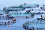 140 þúsund manns skora á íslensk stjórnvöld að stöðva laxeldi í opnum sjókvíum