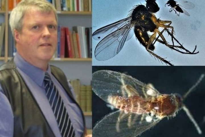 Karl kynnir tvo örgustu sumar vágesti okkar Íslendinga: „Báðar sjúga blóð úr fólki“