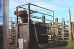 ​​Gagnrýni á skýrslu um blóðmerar svarað í geðshræringu