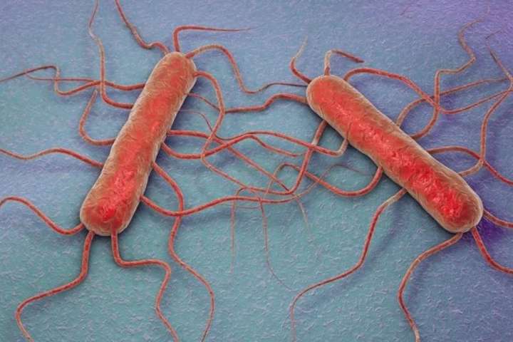 Tveir veiktust af Listera monocytogenes í janúar – Fannst í fimm sýnum Stjörnugríss