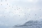 Ljósmyndahátíð Íslands – Sýningaropnun