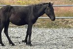 Hestaníðingur fékk leyfi MAST til að kaupa þrjú ný folold: „Matvælaráðherra er algjörlega lamaður“