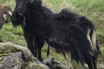 Nýjar ljósmyndir af kindunum á Höfða: „Þessir vesalingar eiga sér engan málsvara“