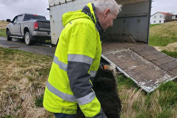 Nýjar vendingar á Höfða: „Sveitarstjóri er genginn í lið með dýraníðingum“