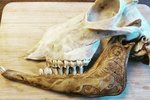 Dísa safnar líkamsleifum dýra -Býr til skartgripi úr morknuðum refabeinum