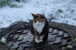 Biðla til Grindvíkinga að fylgjast með vísbendingum um umkomulaus dýr
