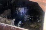 Mast svarar Dýraverndarsamtökum Íslands: „Myndirnar voru ekki í samræmi við aðstæður“