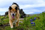 Naumur meirihluti vill ekki leyfa hundahald í fjölbýli án samþykki annarra íbúa