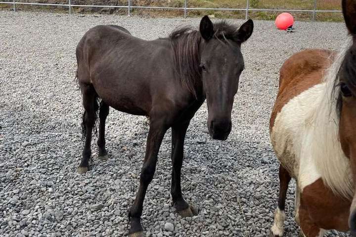 Dýraníð í Borgarnesi: „Grunar að eitt hrossið sé dautt“