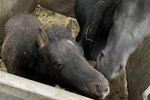 Borgnesingar mótmæltu komu blóðamerafolalda: „Við lýsum andstyggð okkar á hvers konar dýraníði“