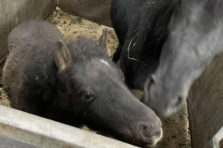Borgnesingar mótmæltu komu blóðamerafolalda: „Við lýsum andstyggð okkar á hvers konar dýraníði“